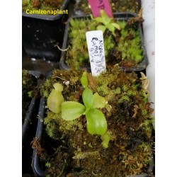 Nepenthes Alata Group